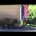 Que feriez-vous face à un ours ?